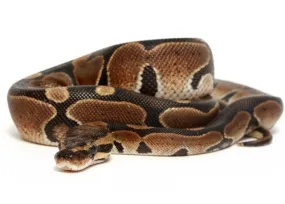 Normal Ball Python